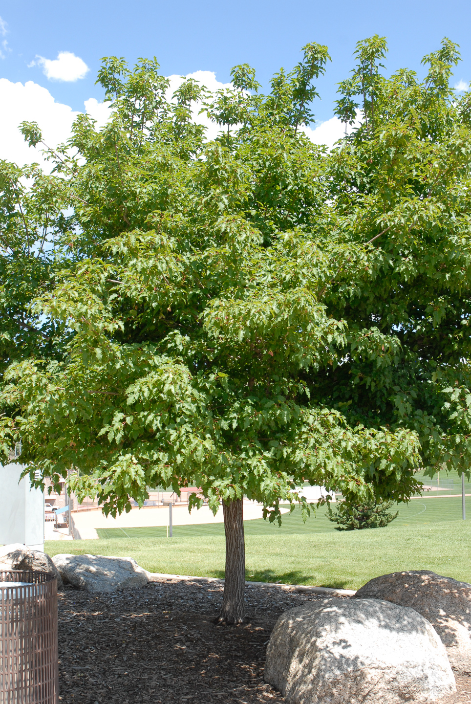 Colorado Springs Utilities Xeriscaping Amur Maple