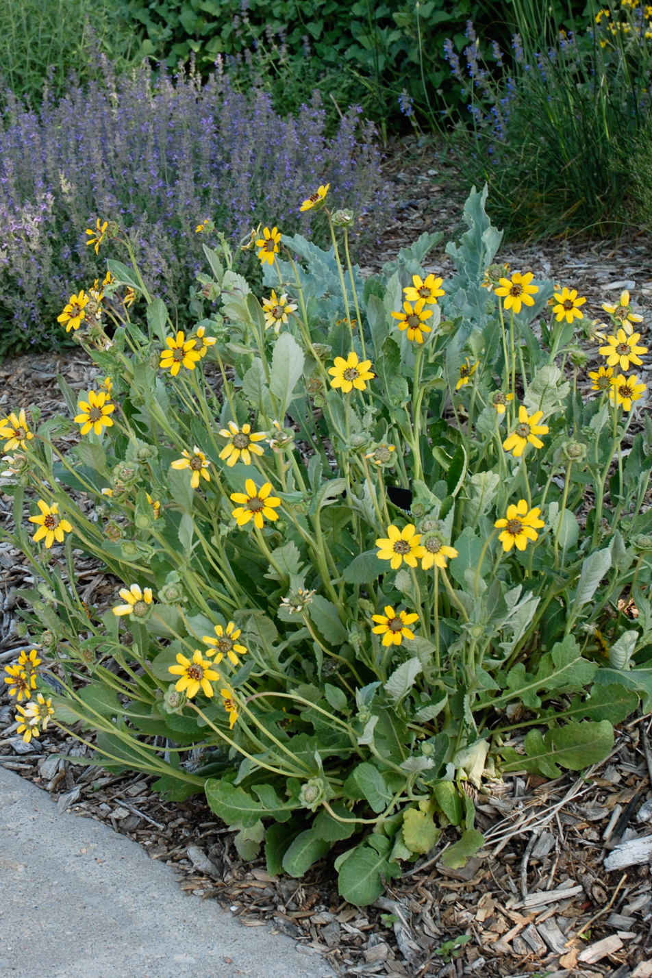 Colorado Springs Utilities Xeriscaping Chocolate Flower