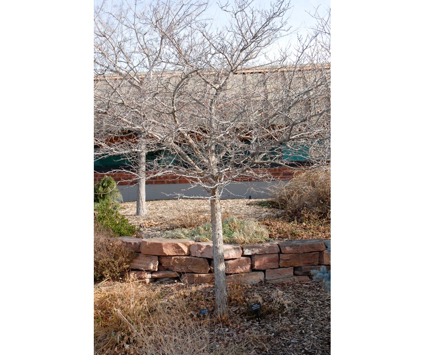 Colorado Springs Utilities Xeriscaping Thornless Cockspur Hawthorn