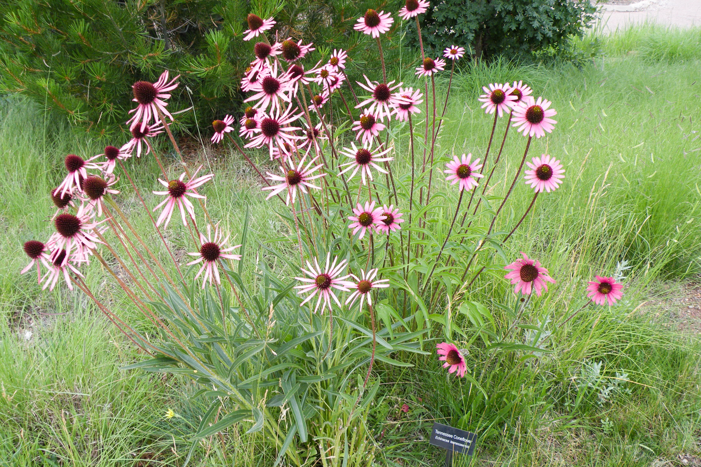 transplant purple coneflower