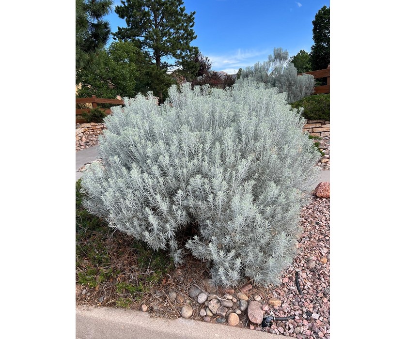 Colorado Springs Utilities Xeriscaping - Tall Rabbitbrush