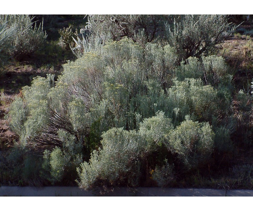 Colorado Springs Utilities Xeriscaping - Tall Rabbitbrush
