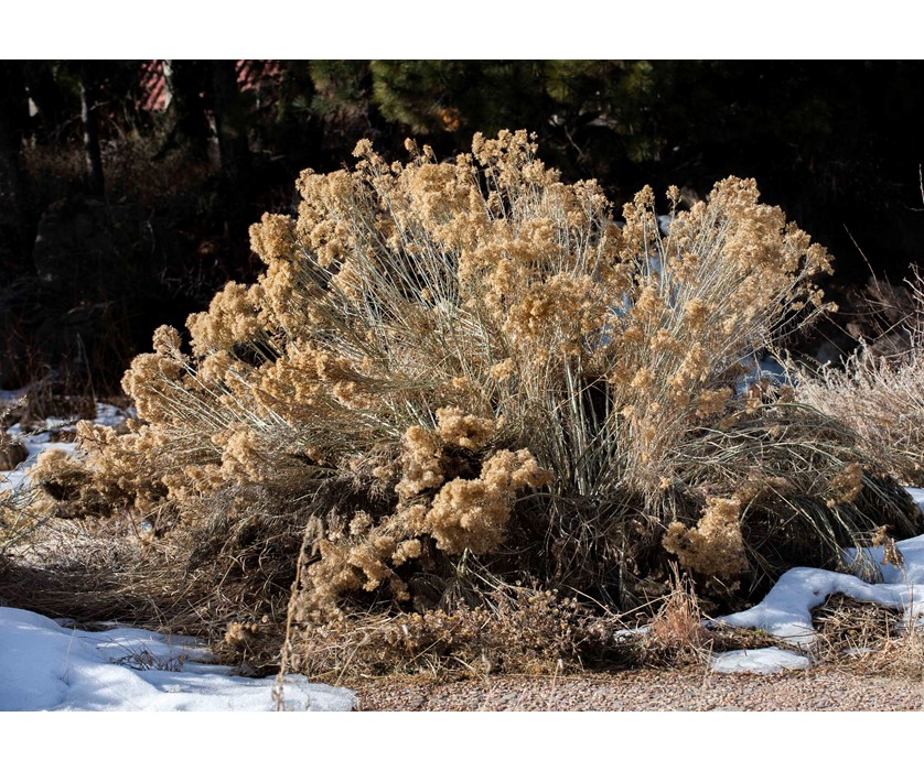 Colorado Springs Utilities Xeriscaping - Tall Rabbitbrush
