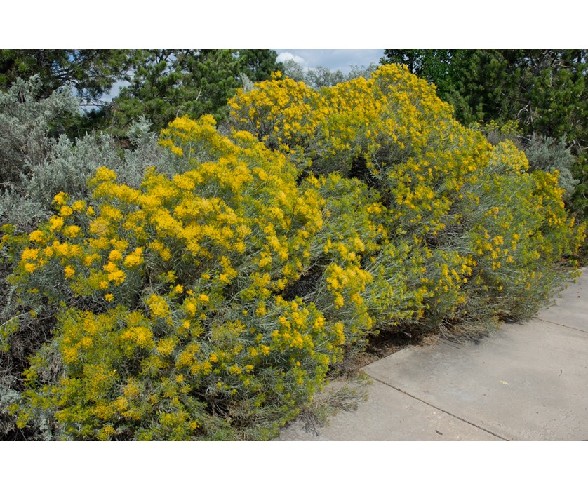 Colorado Springs Utilities Xeriscaping - Tall Rabbitbrush