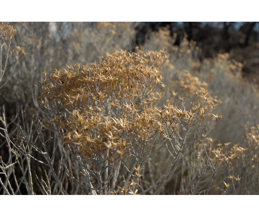 Colorado Springs Utilities Xeriscaping - Tall Rabbitbrush