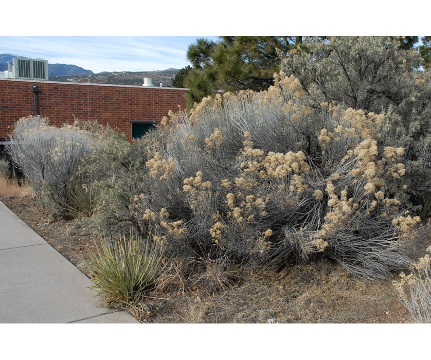 Colorado Springs Utilities Xeriscaping - Tall Rabbitbrush