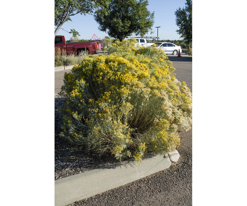 Colorado Springs Utilities Xeriscaping - Tall Rabbitbrush
