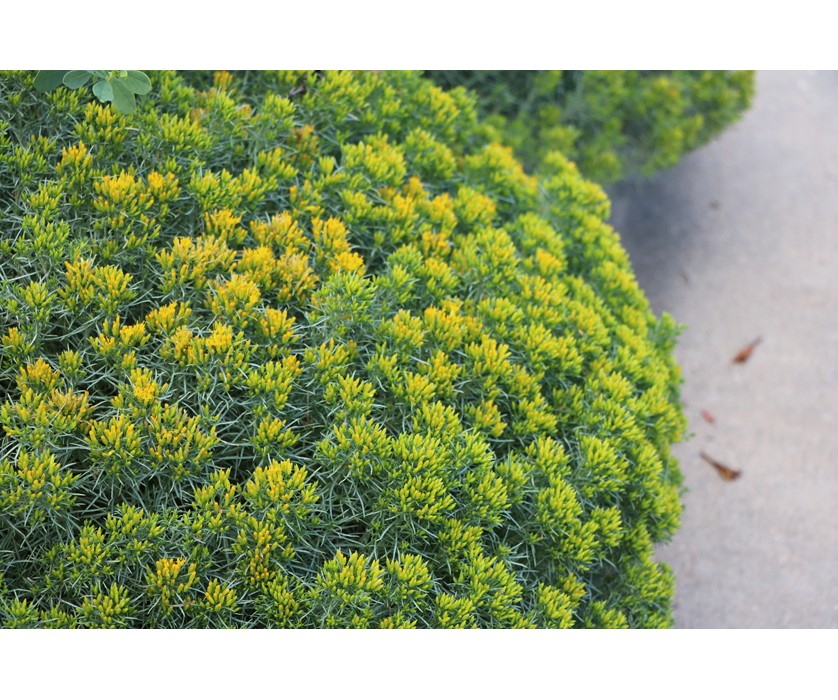 Colorado Springs Utilities Xeriscaping - Baby blue rabbitbrush