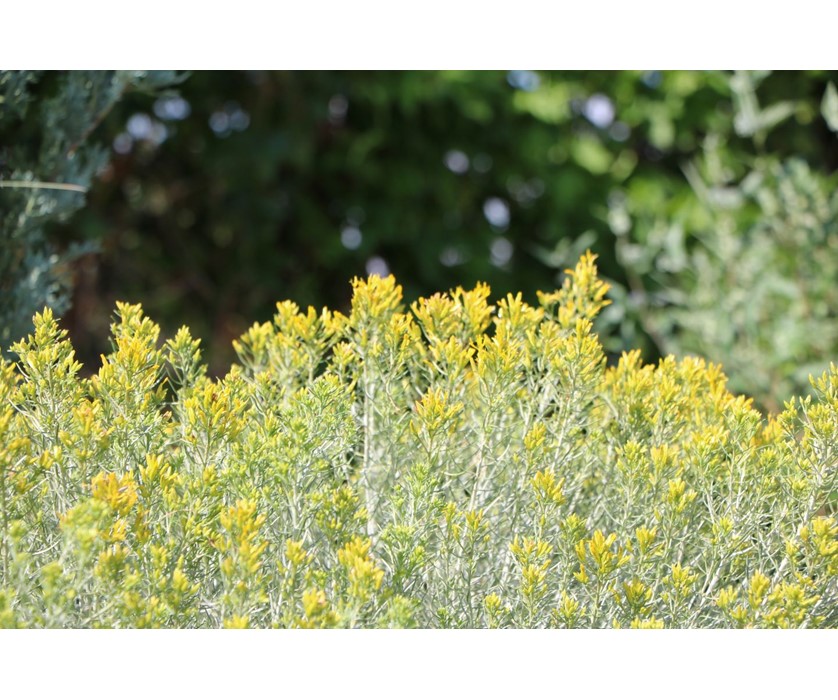 Colorado Springs Utilities Xeriscaping - Baby blue rabbitbrush