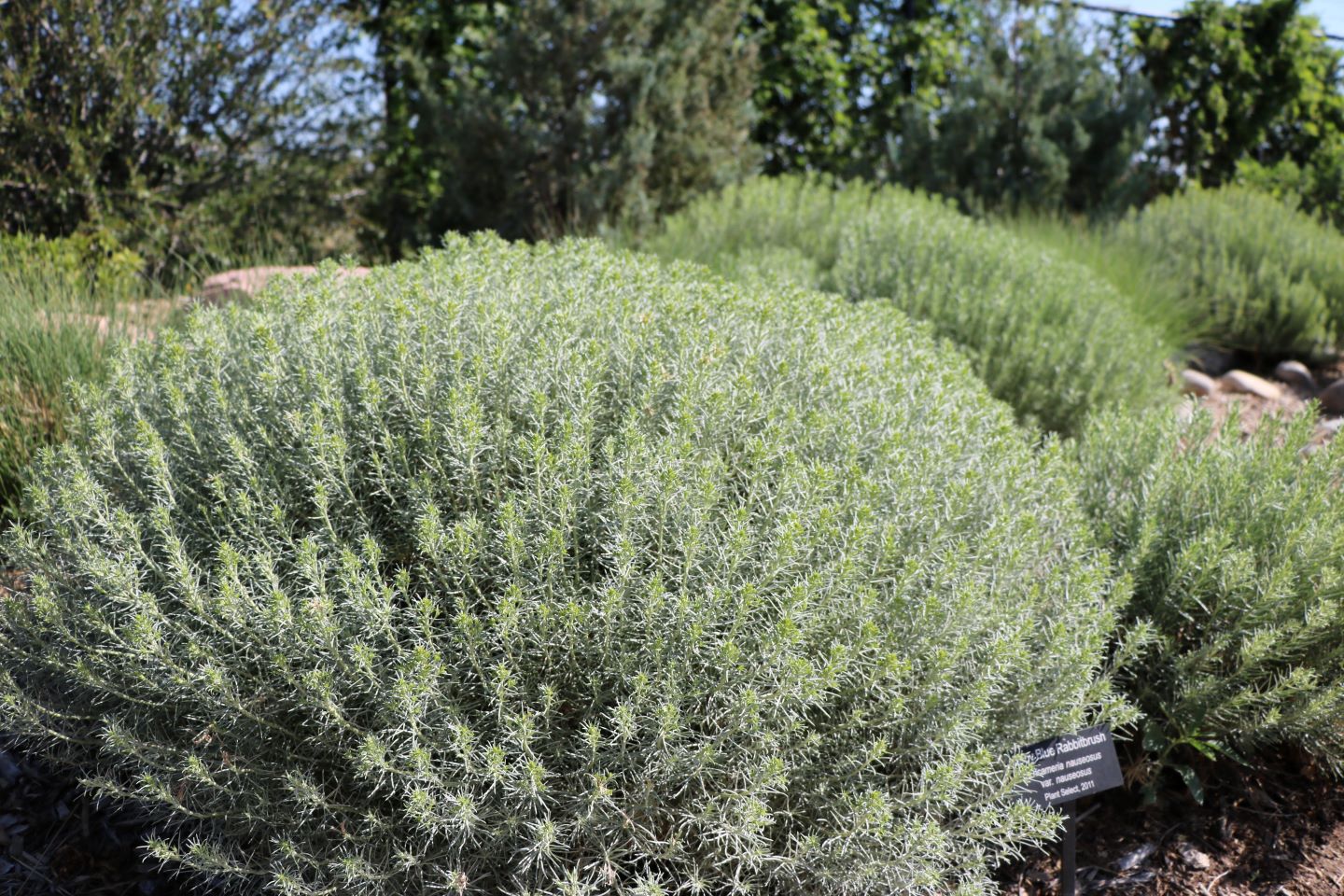 Colorado Springs Utilities Xeriscaping - Baby blue rabbitbrush