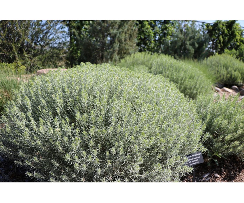 Colorado Springs Utilities Xeriscaping - Baby blue rabbitbrush