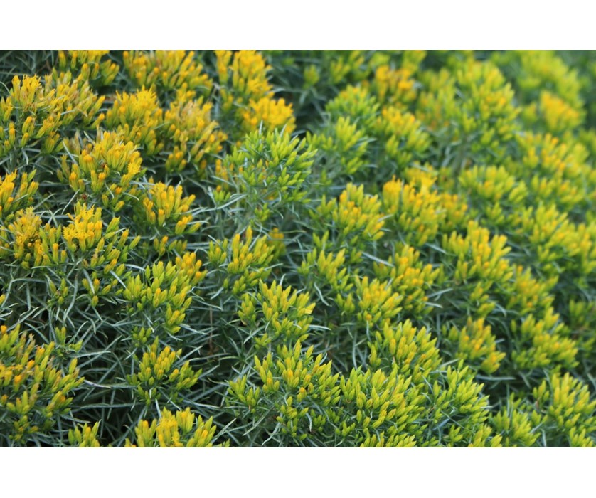 Colorado Springs Utilities Xeriscaping - Baby blue rabbitbrush