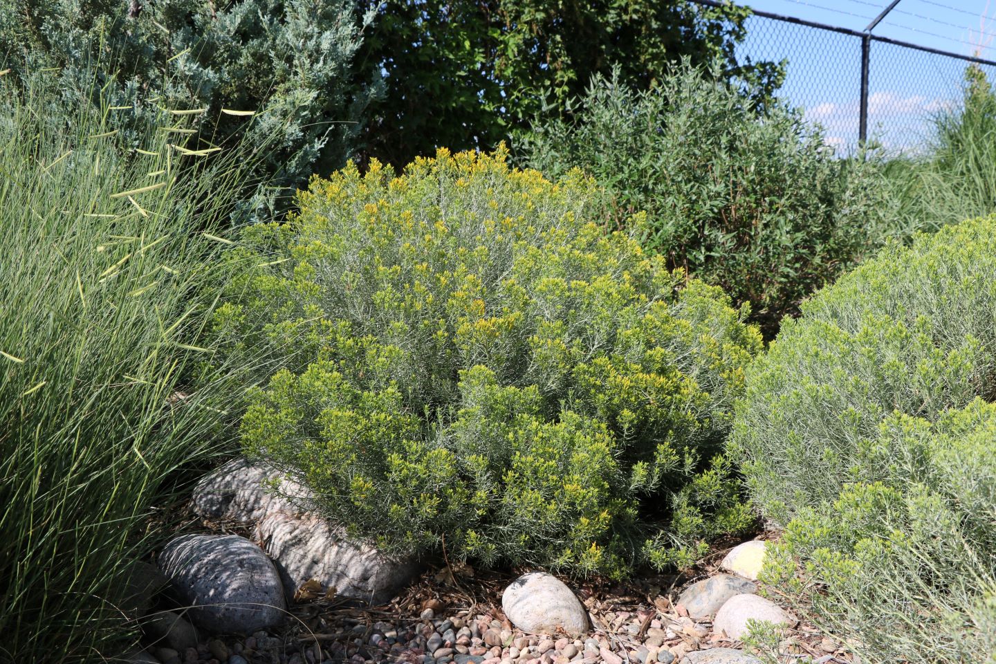 Colorado Springs Utilities Xeriscaping - Baby blue rabbitbrush