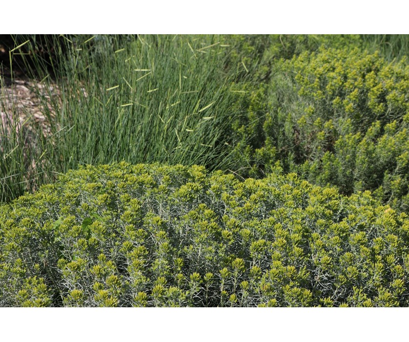 Colorado Springs Utilities Xeriscaping - Baby blue rabbitbrush