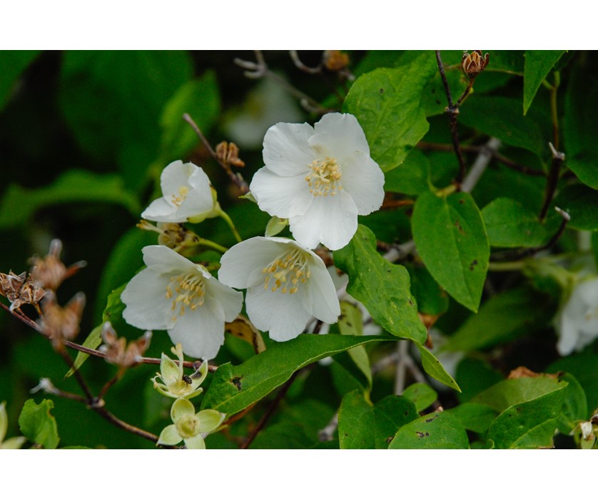 Colorado Springs Utilities Xeriscaping - Cheyenne Mock Orange