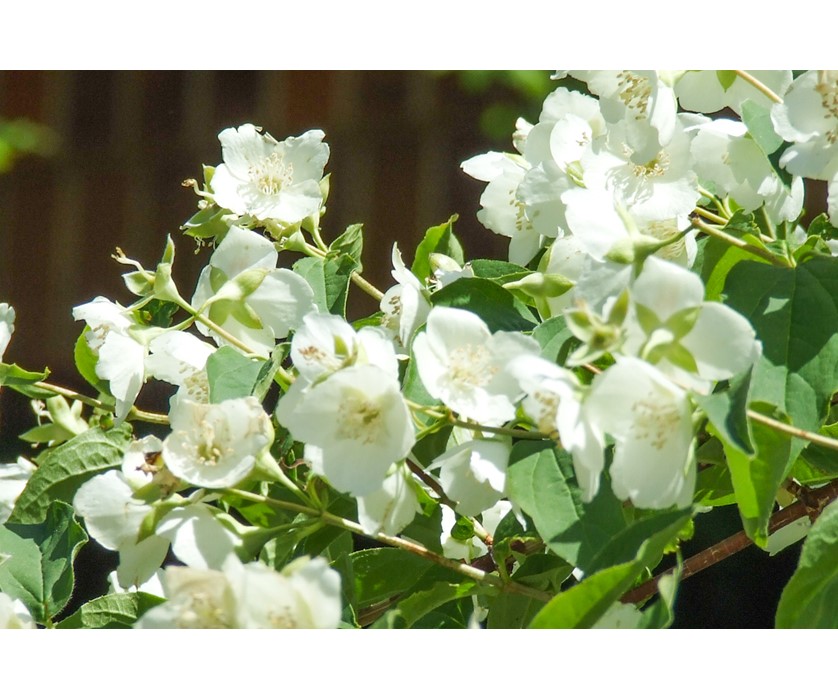 Colorado Springs Utilities Xeriscaping - Cheyenne Mock Orange