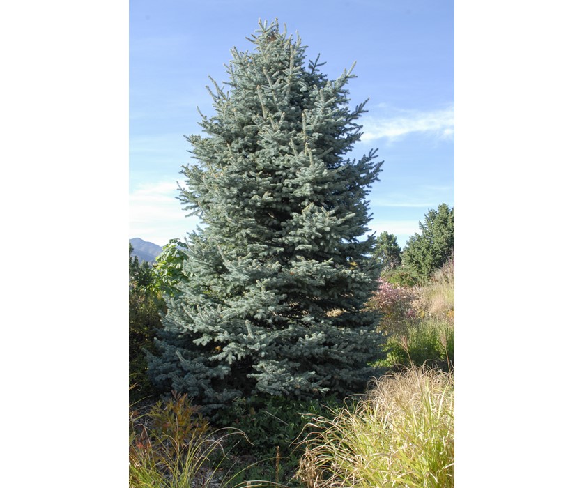 Colorado Springs Utilities Xeriscaping Baby Blue Eyes Spruce