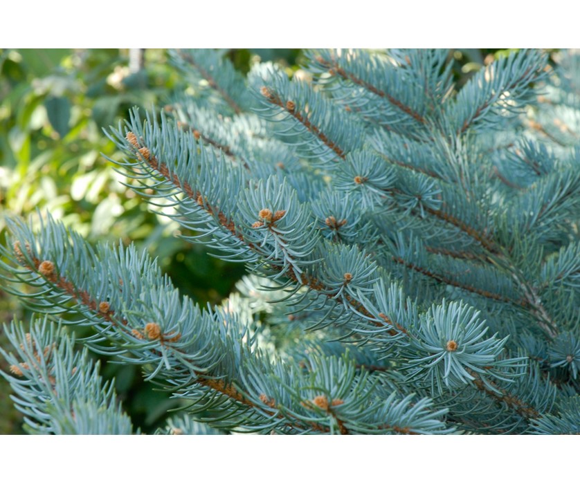 Colorado Springs Utilities Xeriscaping Baby Blue Eyes Spruce