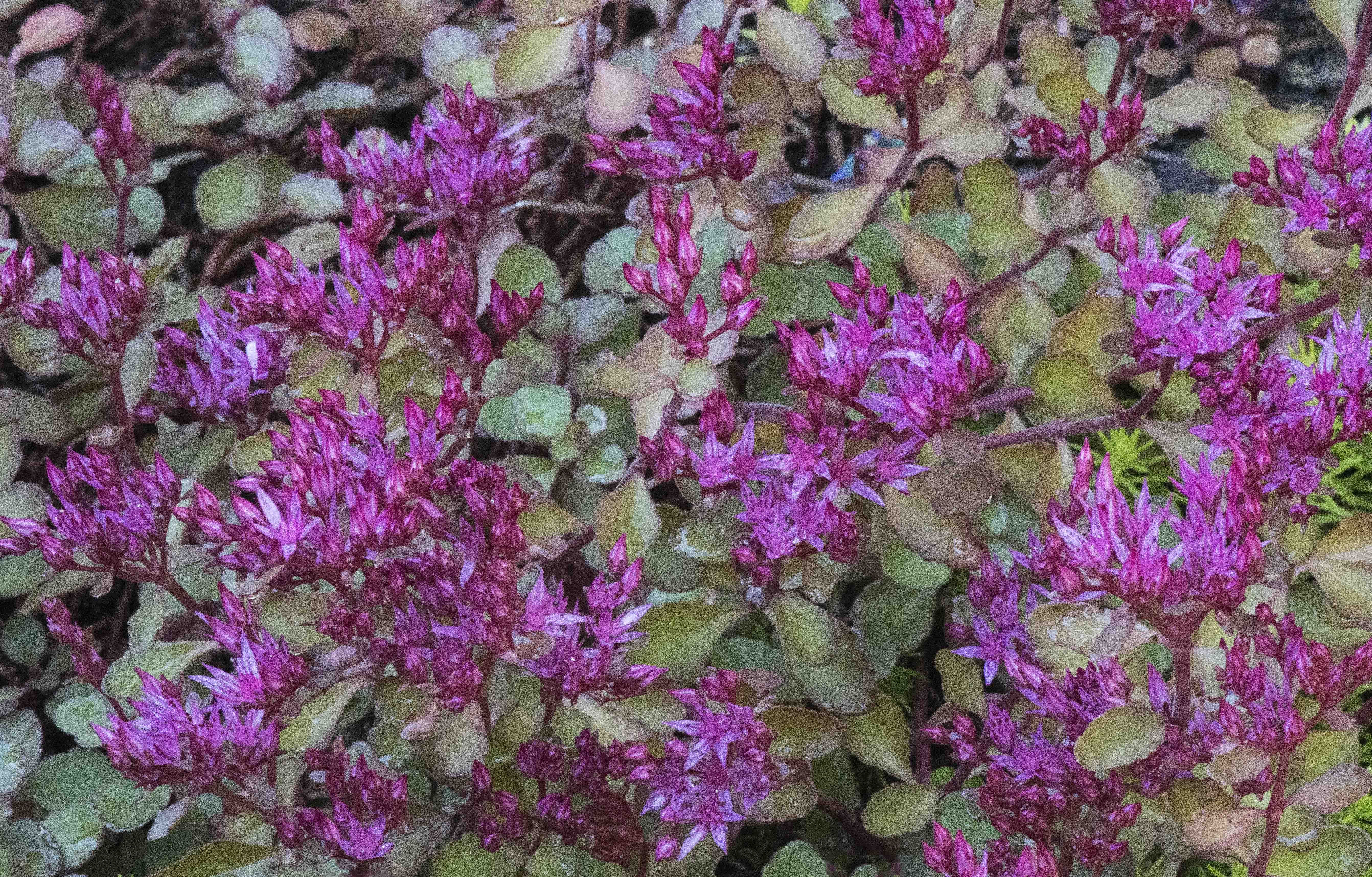 Colorado Springs Utilities Xeriscaping Dragon S Blood Sedum