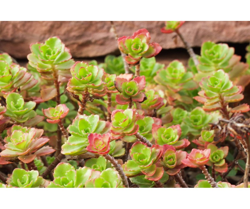 Colorado Springs Utilities Xeriscaping Dragon S Blood Sedum