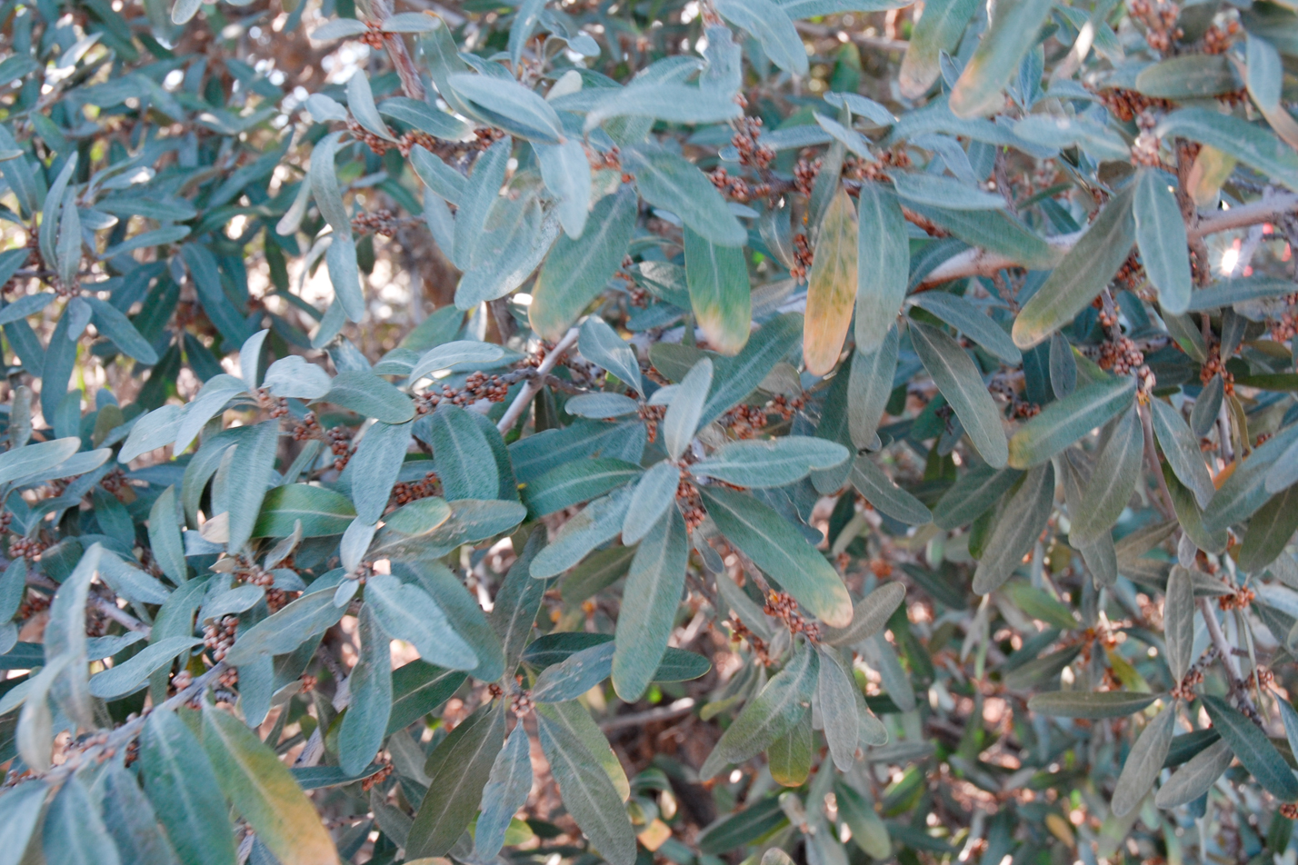 Colorado Springs Utilities Xeriscaping Silver Buffaloberry