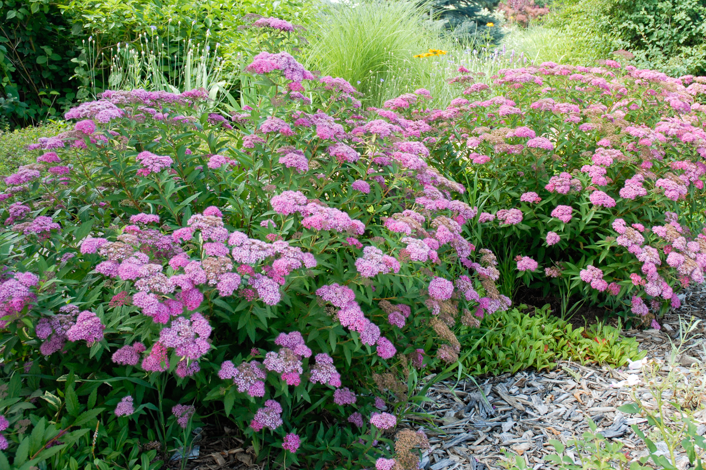 Colorado Springs Utilities Xeriscaping Anthony Waterer Spirea