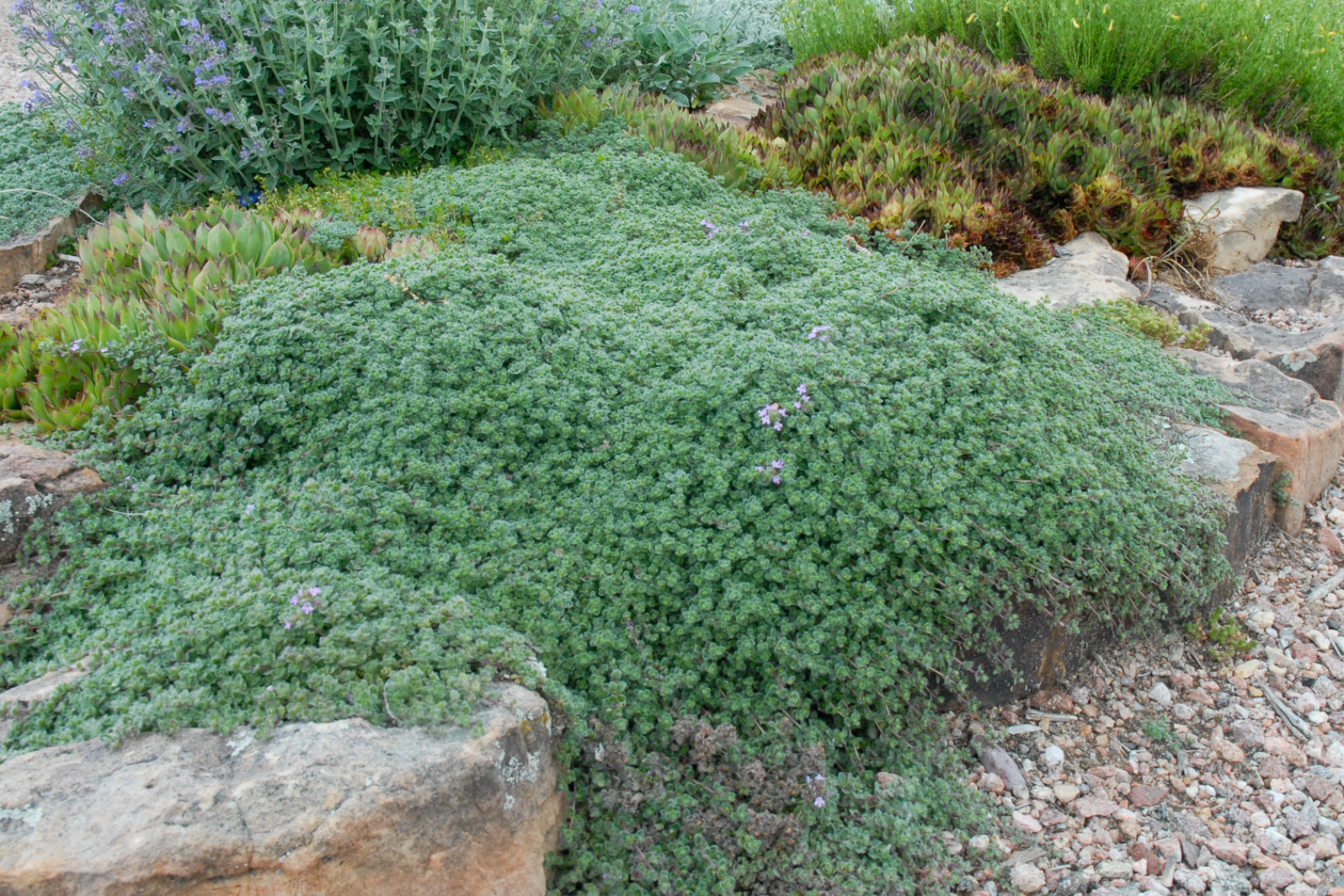 woolly creeping thyme