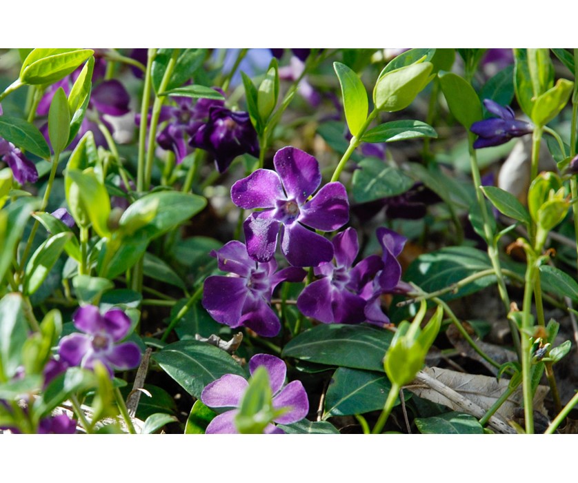 Colorado Springs Utilities Xeriscaping Purple Periwinkle